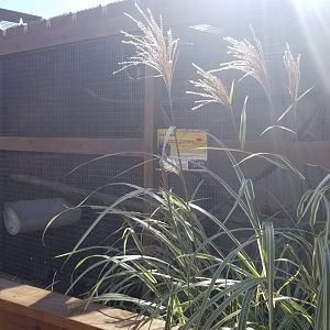 Animal Adventure Park - Coati