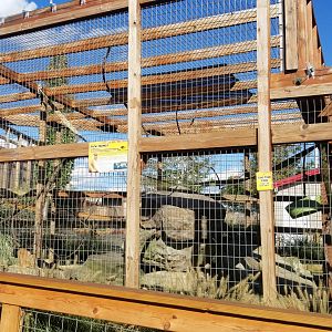 Animal Adventure Park - Patas monkey