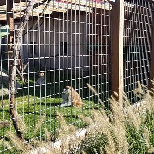 Animal Adventure Park - Patas monkey