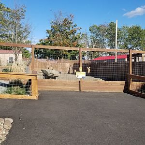 Animal Adventure Park - Aoudad