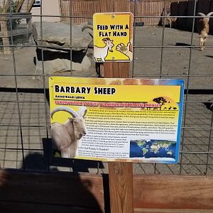 Animal Adventure Park - Aoudad