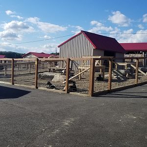 Animal Adventure Park - Goats