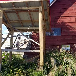 Animal Adventure Park - Moluccan cockatoo