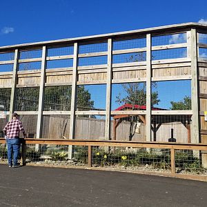 Animal Adventure Park - Lions