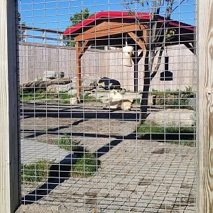 Animal Adventure Park - Lions