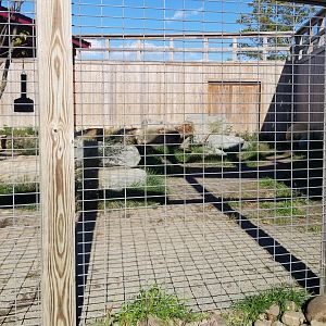 Animal Adventure Park - Lions