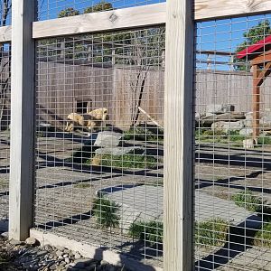 Animal Adventure Park - Lions