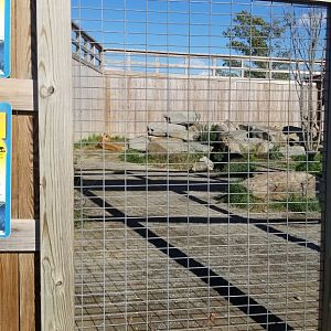 Animal Adventure Park - Lions