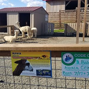 Animal Adventure Park - Alpacas