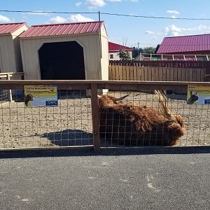 Animal Adventure Park - Cattle