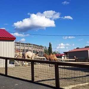 Animal Adventure Park - Young camels