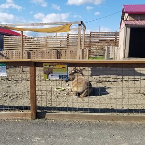 Animal Adventure Park - Donkey