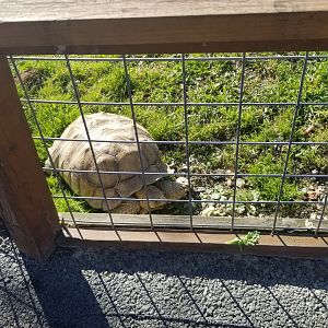 Animal Adventure Park - Tortoise