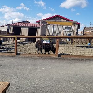 Animal Adventure Park - Young yaks