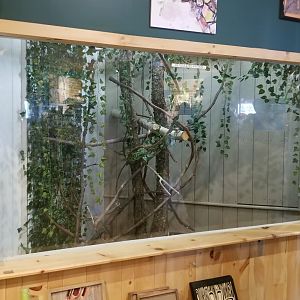 Animal Adventure Park - Reticulated python