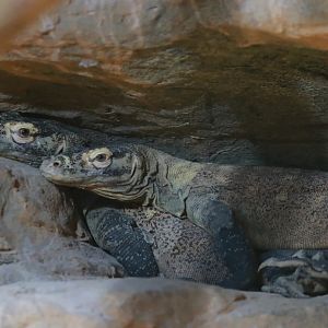 Komodo Dragons In Shanghai Zoo