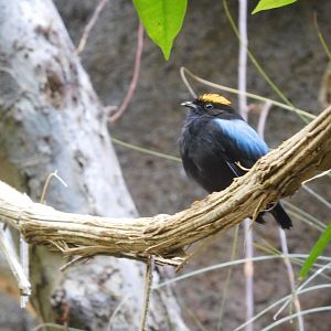 Blue-backed manakin (male)