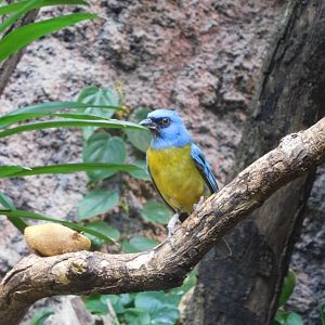 Darwin's blue-and-yellow tanager