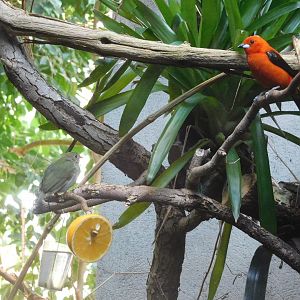 Blue-backed manakin (female) and Brazilian tanager