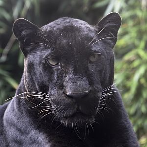 "The Beast of Exmoor"