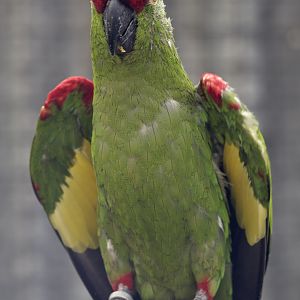 Thick-billed parrot