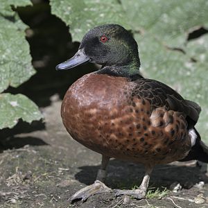 Chestnut teal