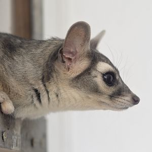 Ringtail in profile