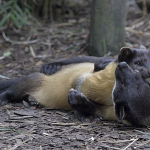 Martens having a cuddle