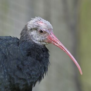 Balding ibis