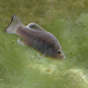 La Palma pupfish