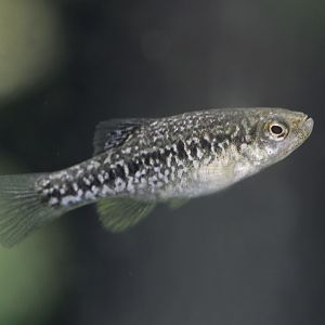 Chequered pupfish