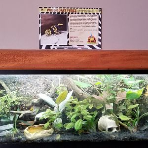 Wild Animal Park - Dart frogs