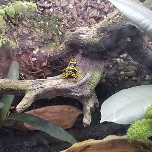 Wild Animal Park - Bumblebee dart frogs