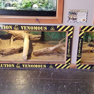 Wild Animal Park - Timber rattlesnake