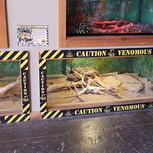 Wild Animal Park - Timber rattlesnake