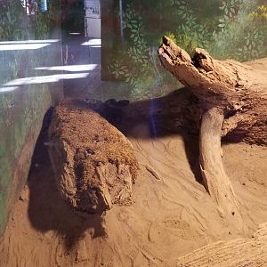 Wild Animal Park - Timber rattlesnake