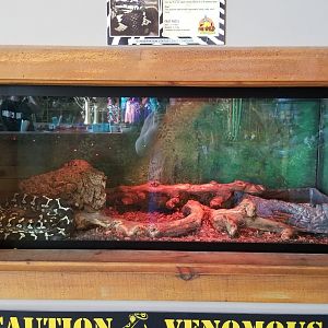 Wild Animal Park - Jungle carpet python