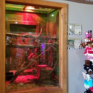 Wild Animal Park - Brown basilisk, boa constrictor