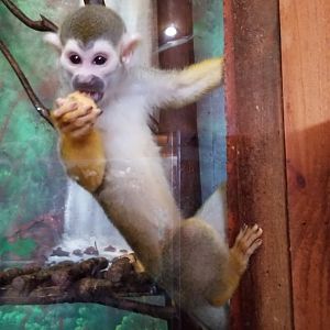 Wild Animal Park - Squirrel monkey