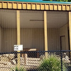 Wild Animal Park - American badger
