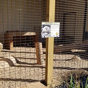 Wild Animal Park - American badger