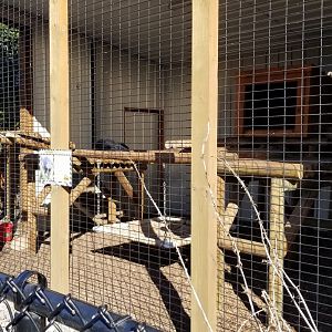 Wild Animal Park - Binturong