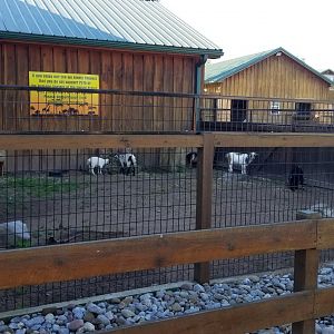 Wild Animal Park - Kid yard