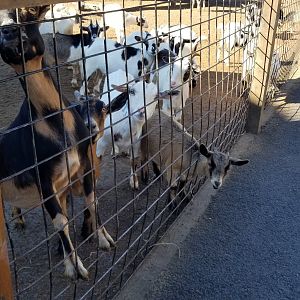 Wild Animal Park - Goats