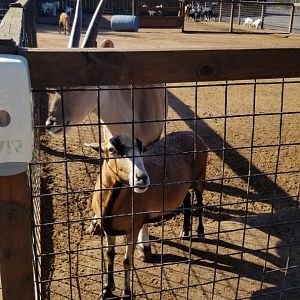 Wild Animal Park - Young eland