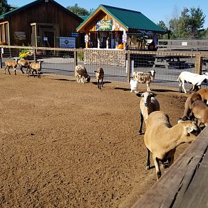 Wild Animal Park - Goats, young eland