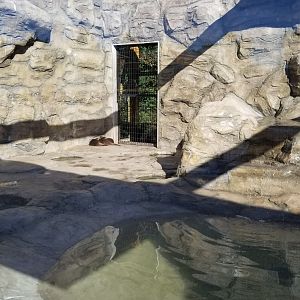 Wild Animal Park - Asian small clawed otter