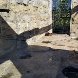 Wild Animal Park - Asian small clawed otter