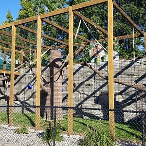 Wild Animal Park - Lar gibbon