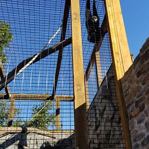 Wild Animal Park - Lar gibbon